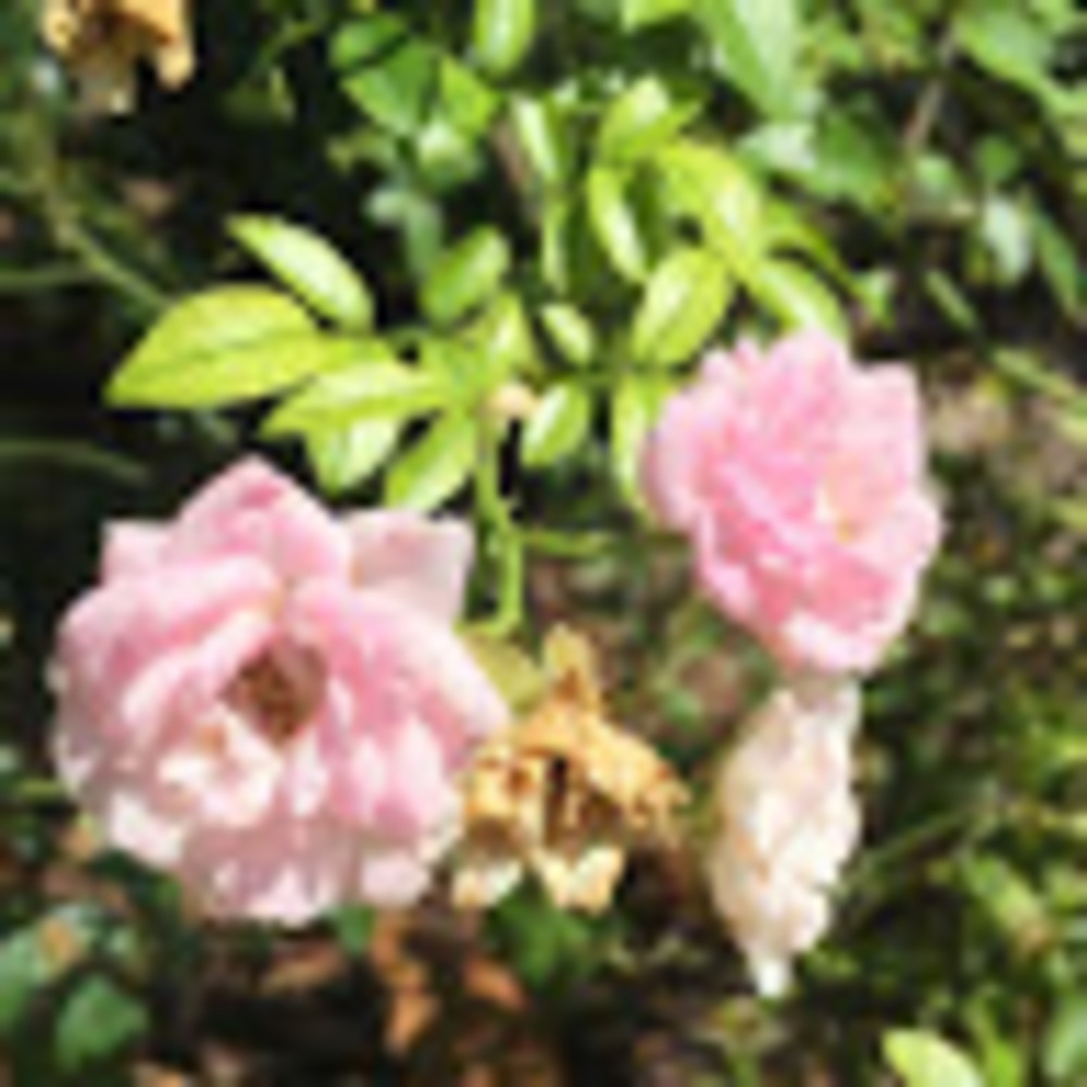 Meet your Posher, Sally